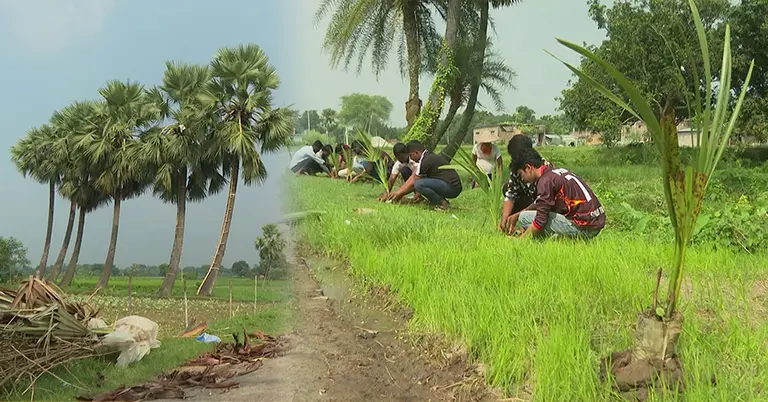 তালগাছ রোপণ